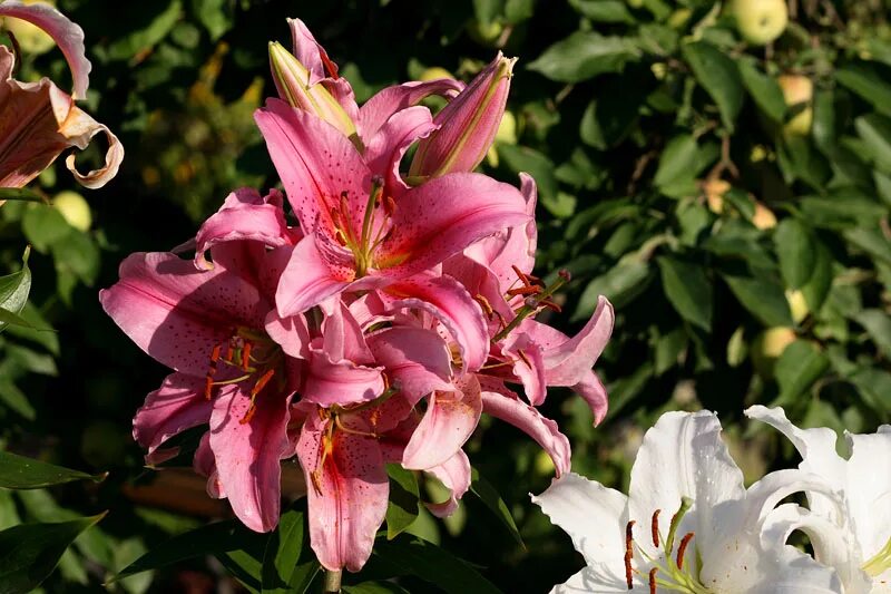 Épinglé sur Jardin