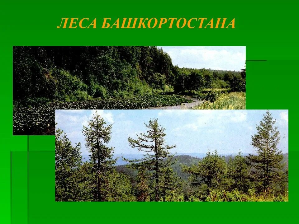 Разнообразие природы родного края башкортостан. Природа башкортостана презентация. природа родного края башкортостана. леса башкортостана презентация. разнообразие природы башкортостана.