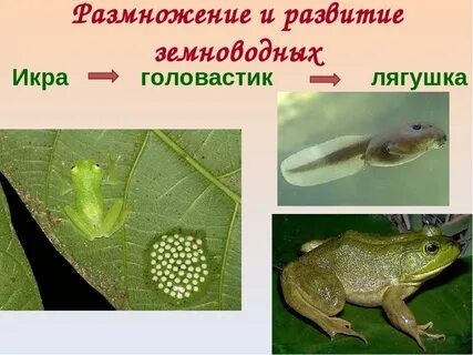 Лягушка прудовая прямое или непрямое развитие