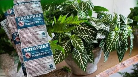 Янтарная для цветов комнатных