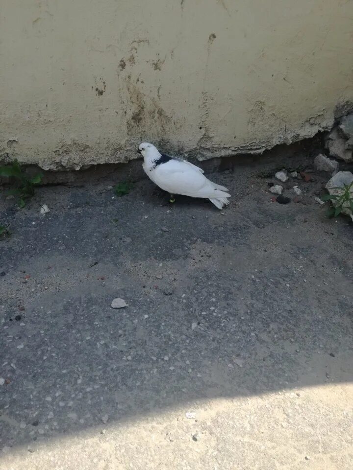 Голубятня. Choi pigeon чье производство. Новокузнецк потерялся голубь. Потерялся голубь. Домашний голубь потерялся.