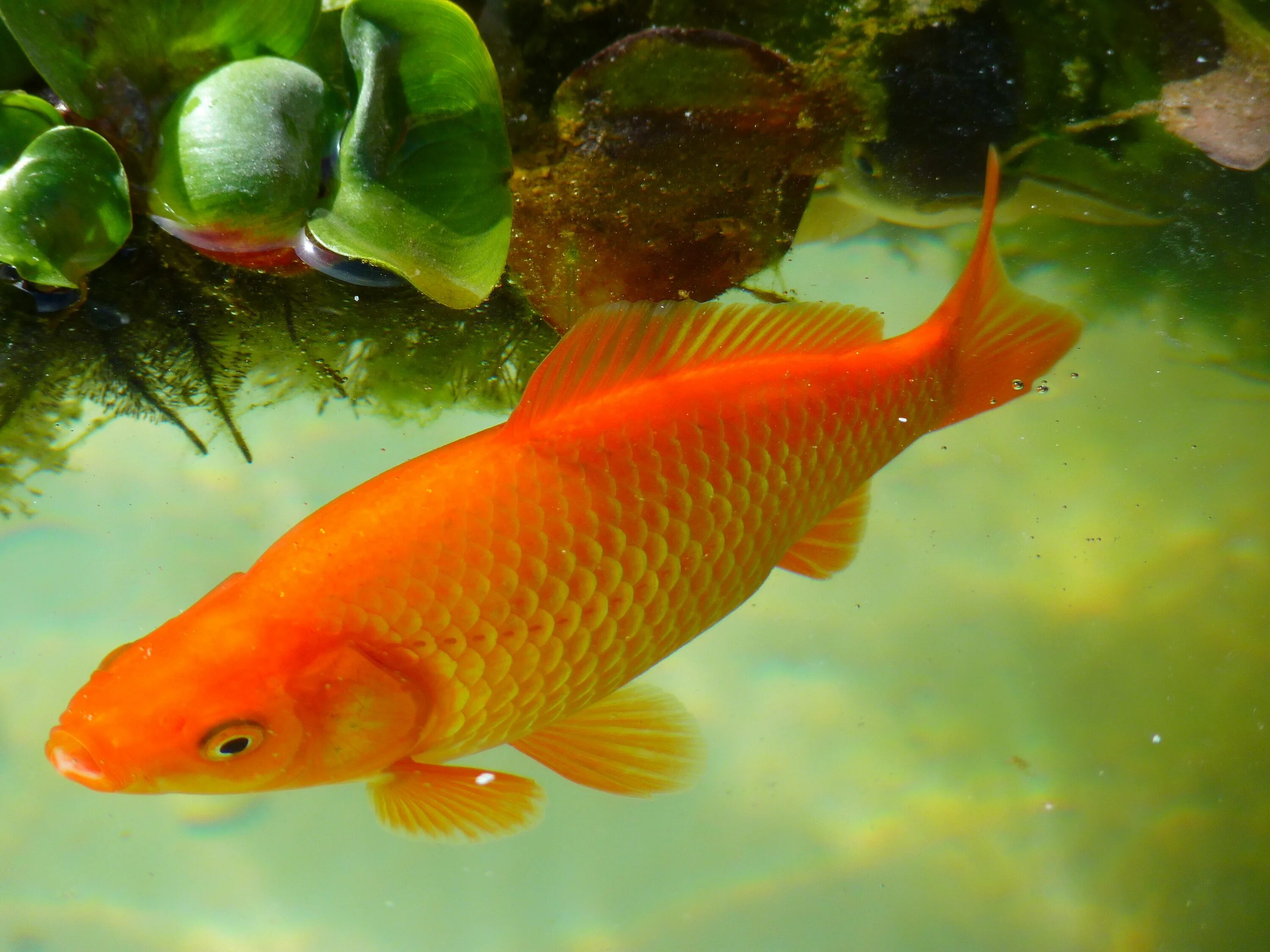 Рыбка петушок альбинос. Оранжевые плавники. Betta fish. Лабео биколор. Оранжевые рыбки аквариумные.