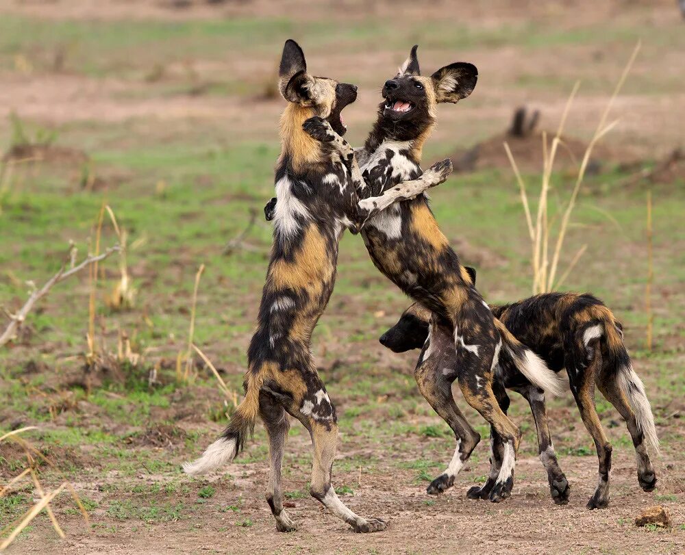Дикие собаки 2. Африканская гиеновидная собака щенок. Дикие собаки в природе. Дикие собаки в эквадоре. Дикие собаки 200.