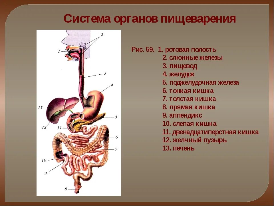 Биология 8 класс информация. Строение органов пищеварительной системы. Пищеварительная система по биологии 8 класс. Система органов пищеварения 8 класс. Система органов пищеварения 8 класс биология.