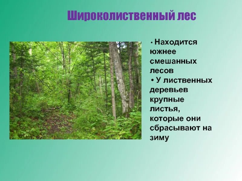Какие леса образуют лесную зону