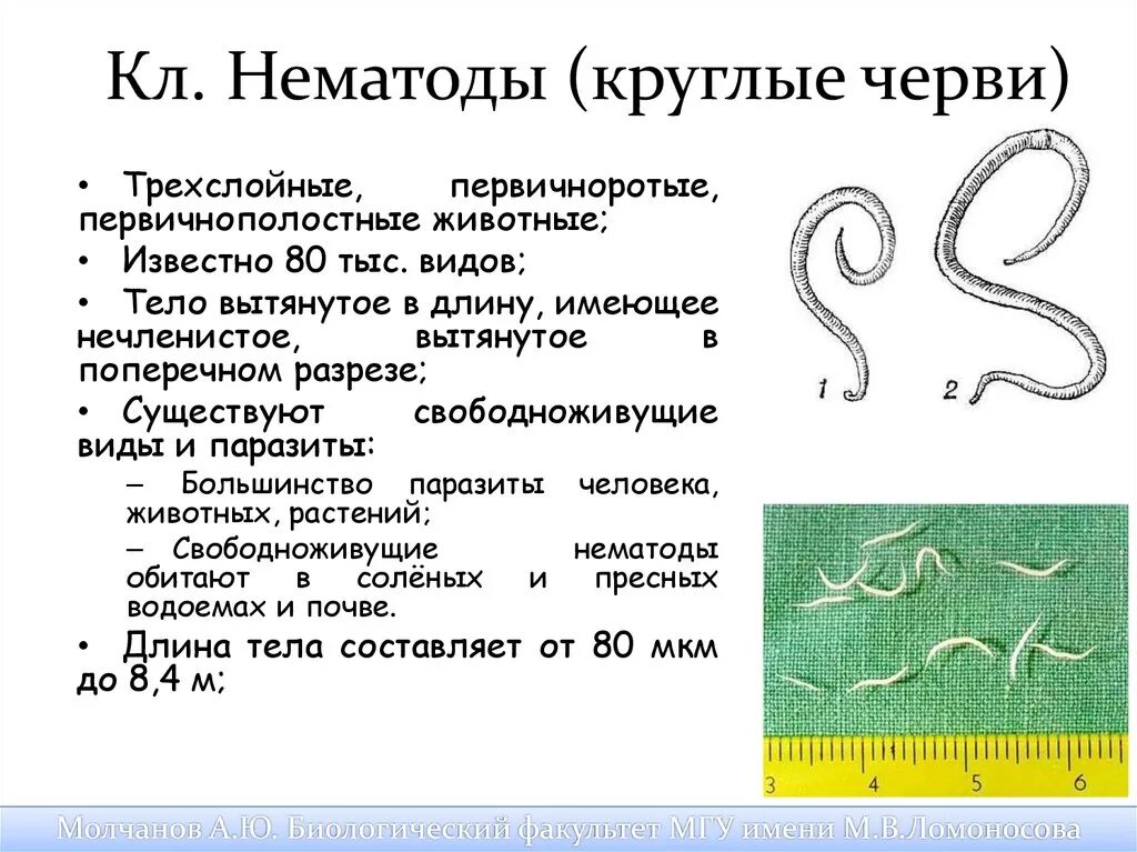 Круглые черви нематоды паразиты. Представители класс червей нематоды. Общая характеристика типа круглых червей. Тип круглые черви класс нематоды представители. 1 признаки характерные для круглых червей