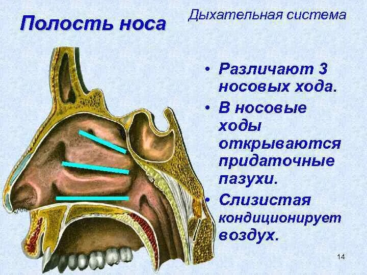 Полость носа анатомия носовые ходы. Дыхательная система анатомия носовая полость. Нос дыхательная система анатомия. Дыхательная система полость носа 3д. Полость носа особенности строения