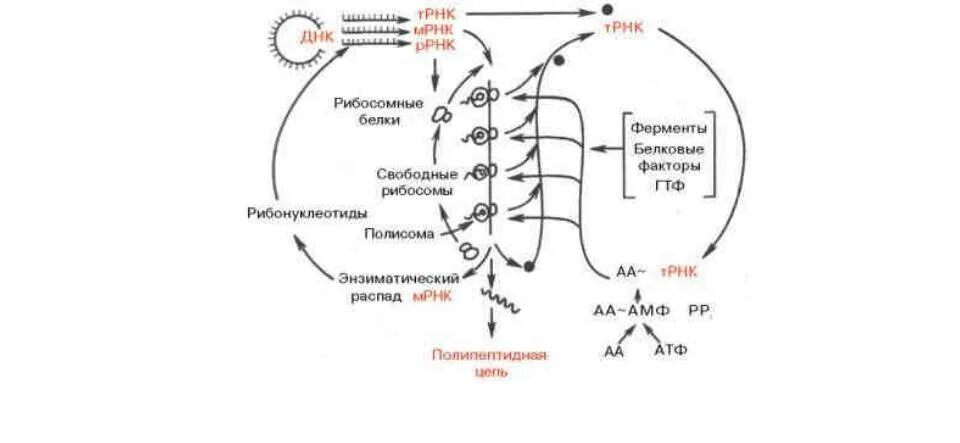 Трансляция атф. Синтез белка схема биохимия. Трансляция этапы синтеза белка биохимия. Схема трансляции белка биохимия. Схема трансляции синтеза белка.