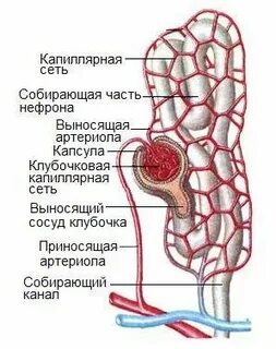 Густая капиллярная сеть где находится