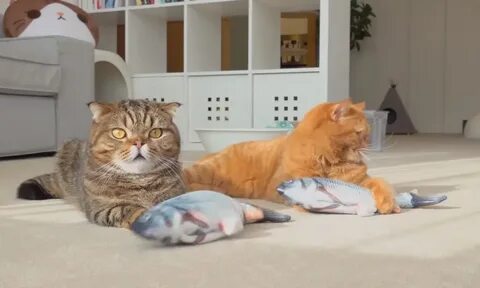 Играющие коты видео