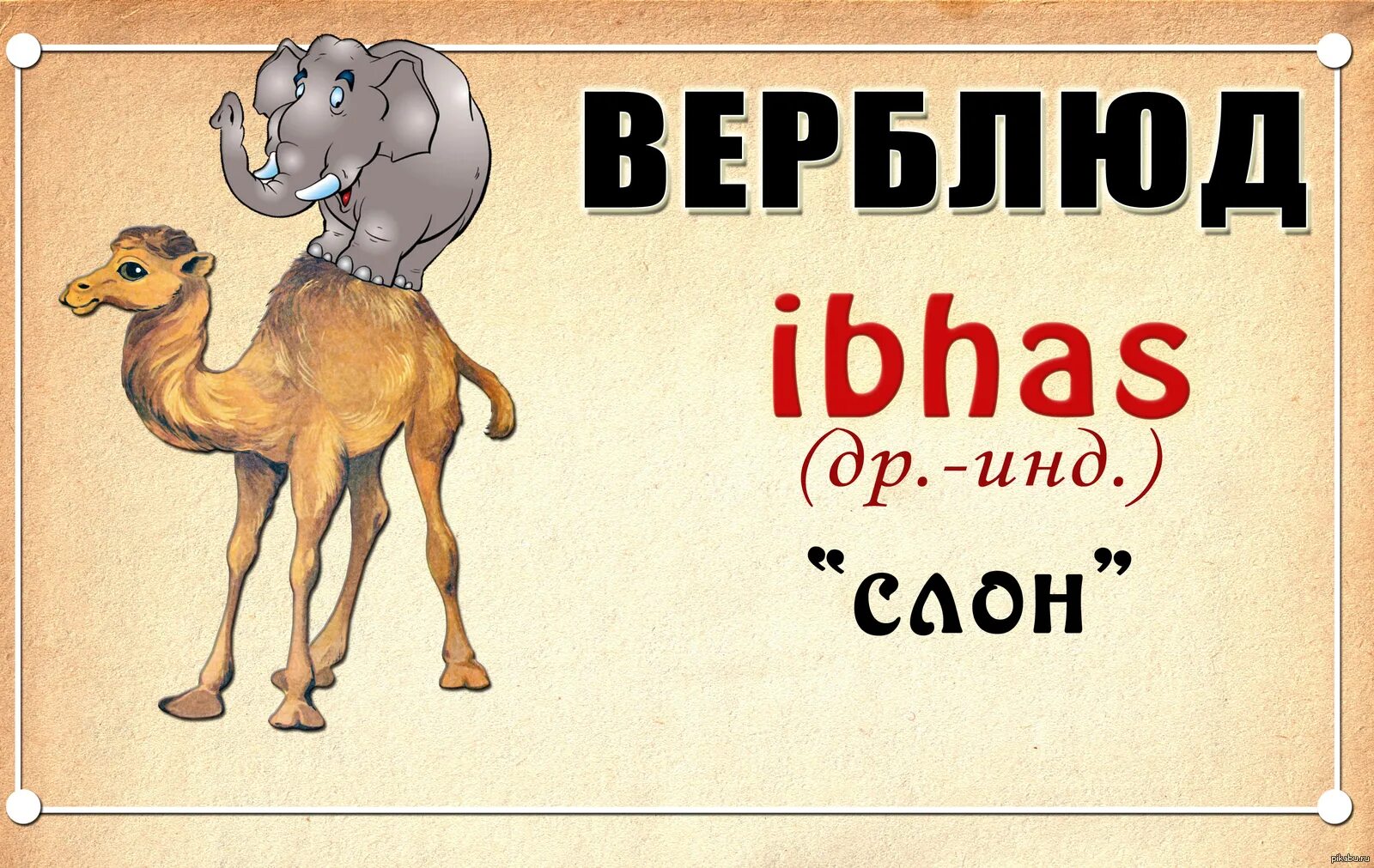 Слово верблюд. Интересные факты о верблюдах. Доказывать что ты не верблюд. Карточка верблюд на английском. Транскрипция слова слон