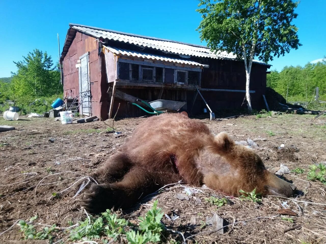 Медведя сейчас