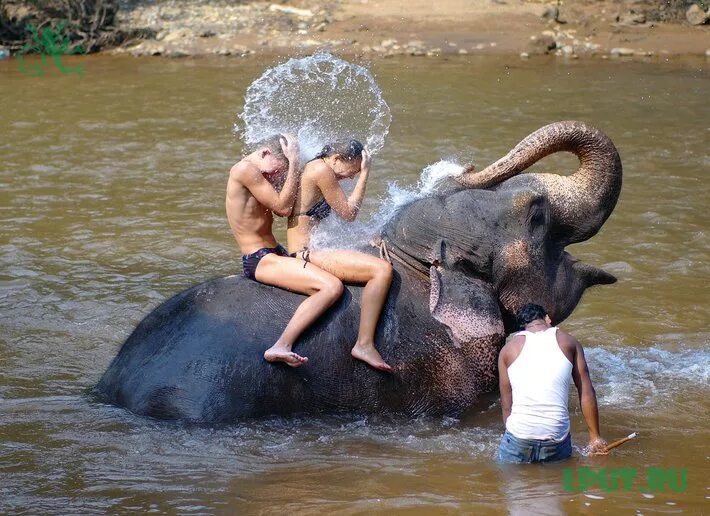 Као лак экскурсии. Купание со слонами в индии. Купание слона. Купание со слонами. Купание слона.