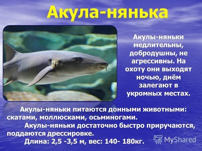 Усатая акула-нянька. Акула нянька почему так называется. Акула нянька почему так называется. Ginglymostoma cirratum. Австралийская акула-нянька.