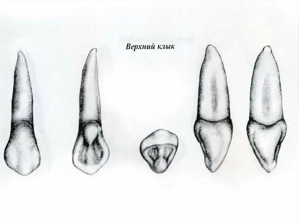 Корень зуба клык