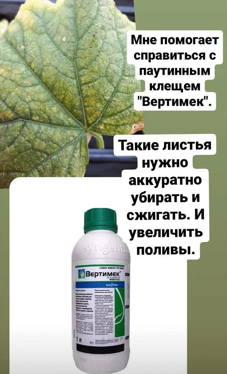 Чем обработать рассаду от паутинного клеща. Обработка огурцов от паутинного клеща в теплице. Препараты от паутинного клеща на огурцах. Обработка огурцов от паутинного клеща. Огурцы паутинный клещ меры борьбы препараты.