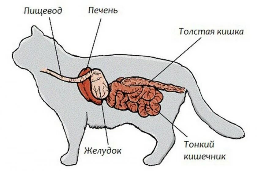 Кишечник кошки анатомия.