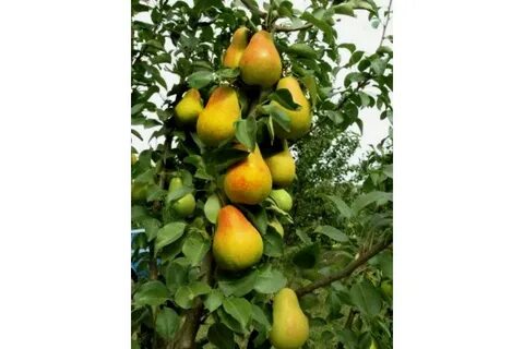 Груша декора описание