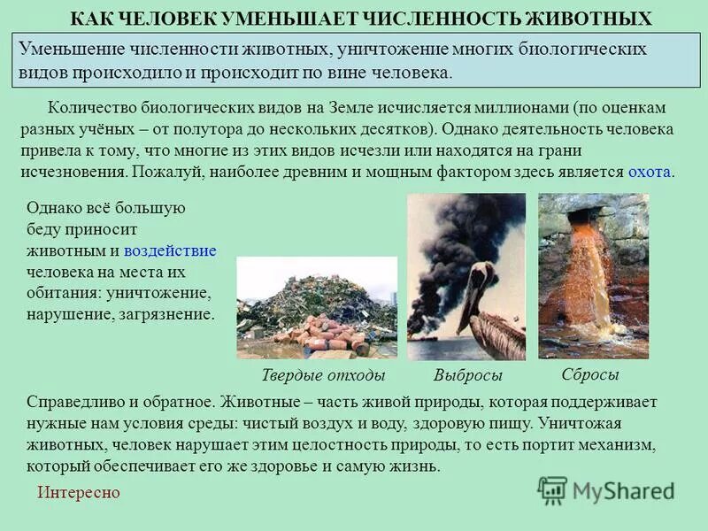 числа в виде животных.