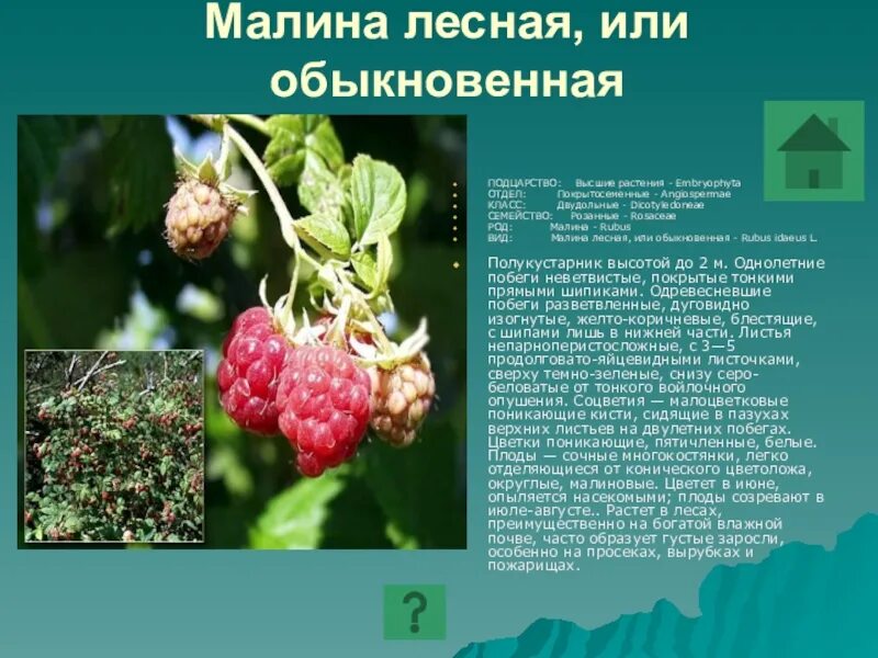 Цветет малина текст. Малина обыкновенная Лесная. Малина двудольное растение. Систематика малины обыкновенной. Подцарство малины обыкновенной.