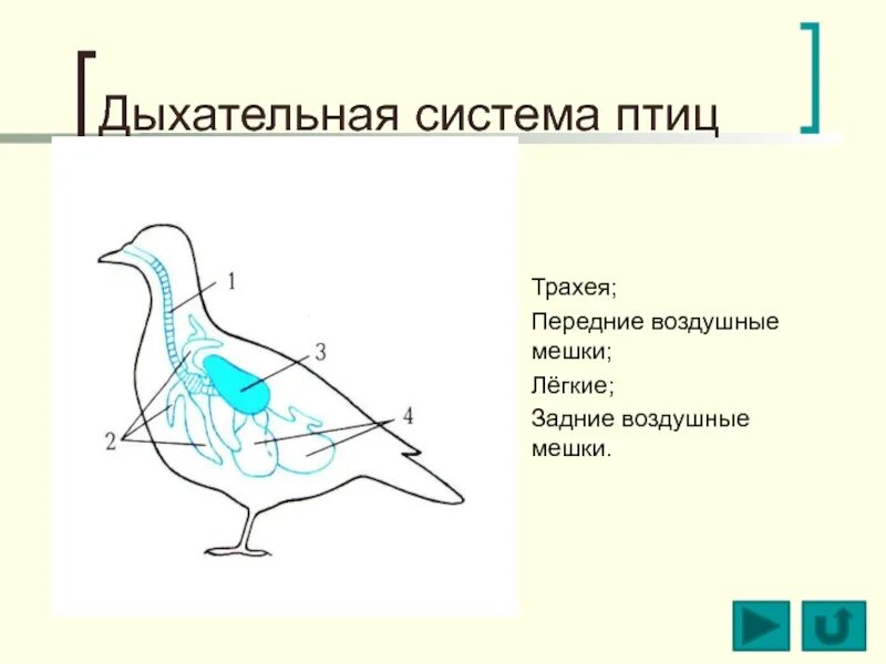 Воздушные мешки у птиц функция. Дыхат система птиц. Класс птицы дыхательная система. Строение дыхательной системы птиц. Передние воздушные мешки у птиц.