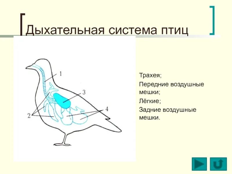 Дыхание птиц является. Дыхат система птиц. Класс птицы дыхательная система. Строение дыхательной системы птиц. Передние воздушные мешки у птиц.