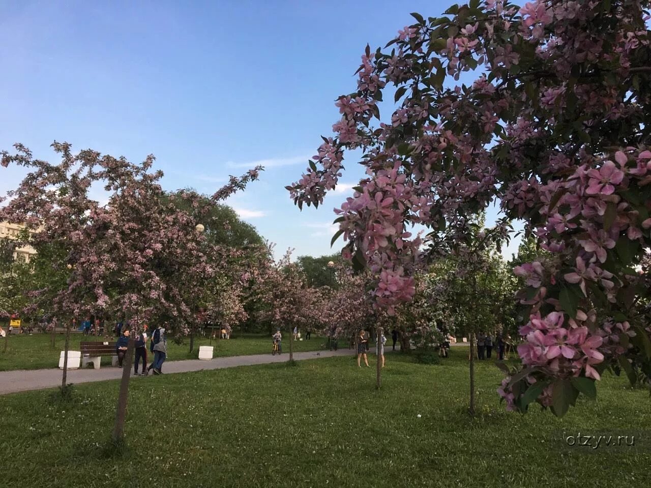 Яблони спб. Яблоня malus ola. Яблони спб. Яблоневый сад в купчино. Яблони спб.