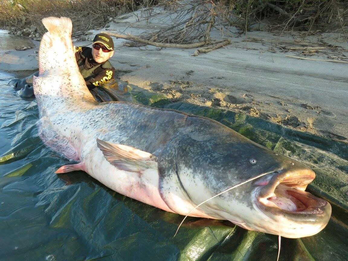 Рыба 5 метров. Mekong giant Catfish. Меконгский гигантский сом. Европейский сом людоед.