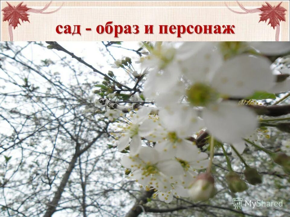 Среди героев пьесы вишневый сад нет. П. Внесценические персонажи пьесы вишневый сад. Платонов а. Среди героев пьесы вишневый сад нет.