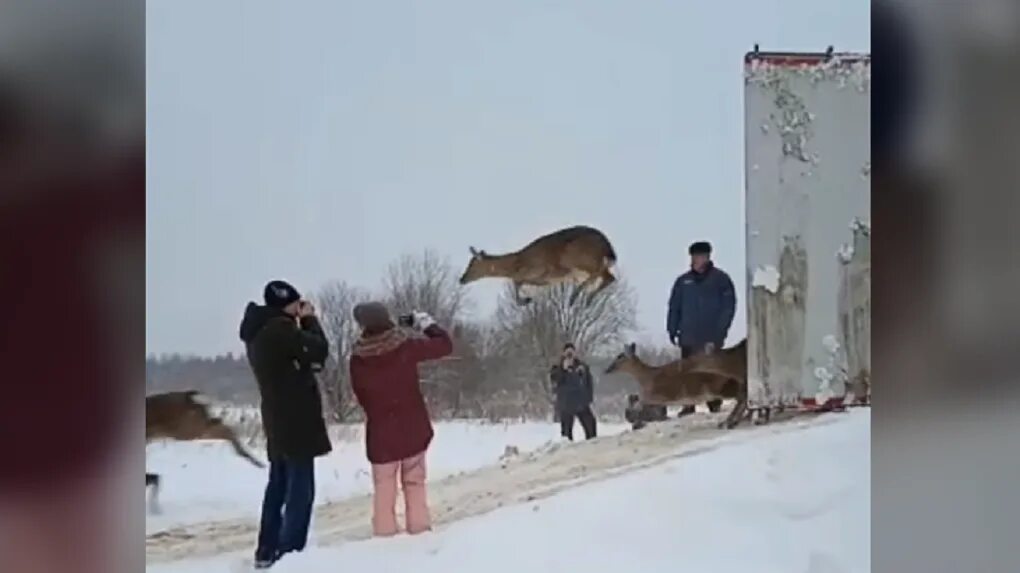 Олени в Вологодской области. Олени в Новгородской области. Охота на оленя в Сахалинской области. Выпустили оленей