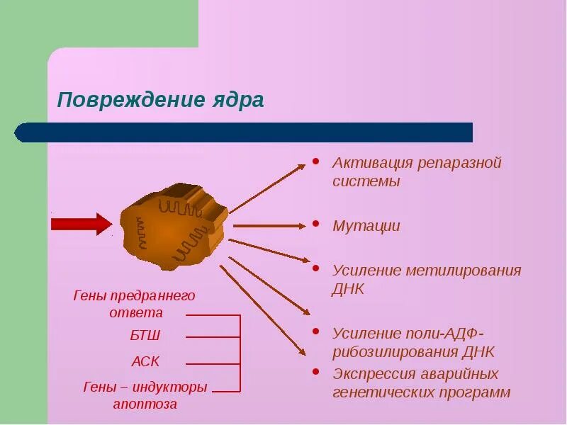 Белок теплового шока хламидий. Поли-АДФ-рибозилирования ДНК. Активация репаразной системы ДНК. Поли АДФ рибозилирование. Повреждение ядра.