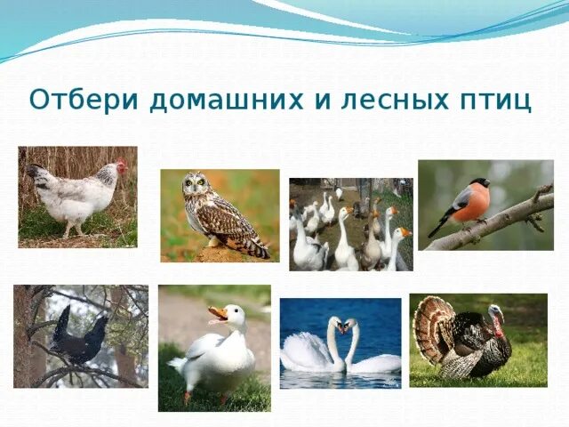 Вопросы про птиц с ответами. Вопросы про птиц. Глухарь стихотворение. Ответ птиц. Вопросы по викторине про птиц.