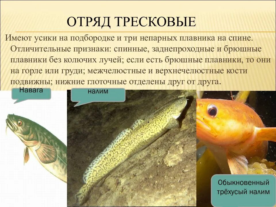 Представители группы рыбы 3. Трескообразные рыбы представители. Отряд тресковые рыбы. Отряд тресковые рыбы представители. Представители отряда трескообразных.