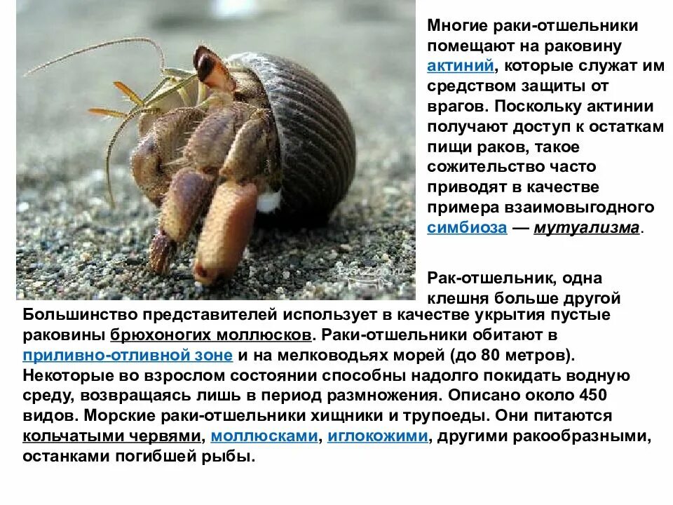 Совместимость отшельник. Раки-отшельники само строят себе ракушки. итоговая работа 2 класс раки-отшельники пример. что такое отшельник текст-описание.
