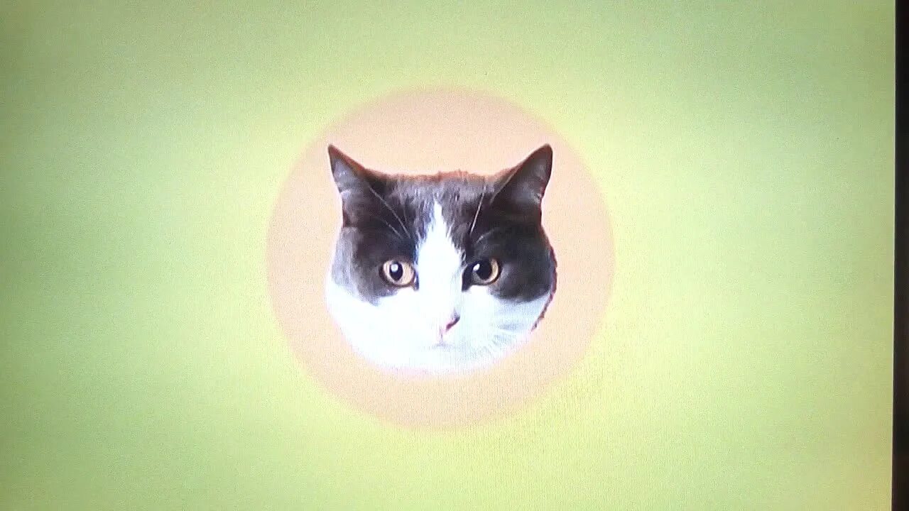 Kid e cats intro. Kid e cats espanol. kid e cats intro instrumental. kid e cats hebrew intro.