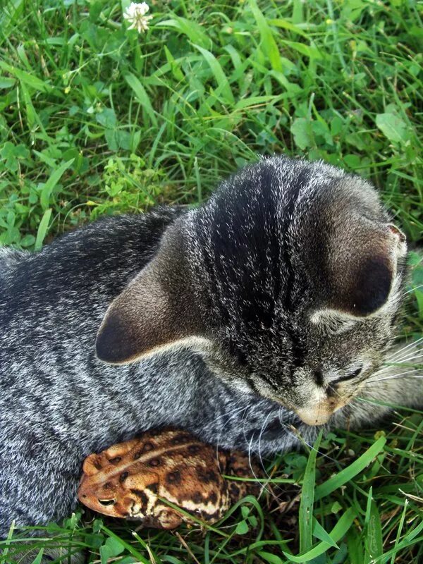 кот и лягушка. кот и лягушка. кошка и жаба. кот и лягушка. жаба.