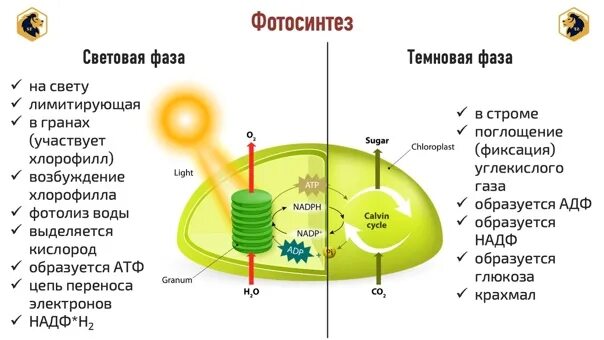 Цикл в хлоропластах. Световая фаза фотосинтеза схема. Процесс фотосинтеза световая фаза схема. Фотосинтез световая фаза и темновая фаза схема. Биосинтез углеводов фотосинтез.