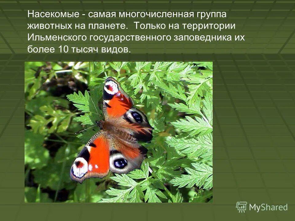 Многочисленная группа животных. Самой многочисленной группой животных. Насекомые самая многочисленная группа. Наиболее многочисленная группа животных. Насекомые – это самая многочисленная группа животных.