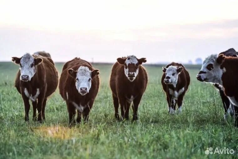 Алтайская корова купить. Коровы на Алтае. Животные Алтая коровы. Глобальное потепление из за коров. Корова вегетарианство.