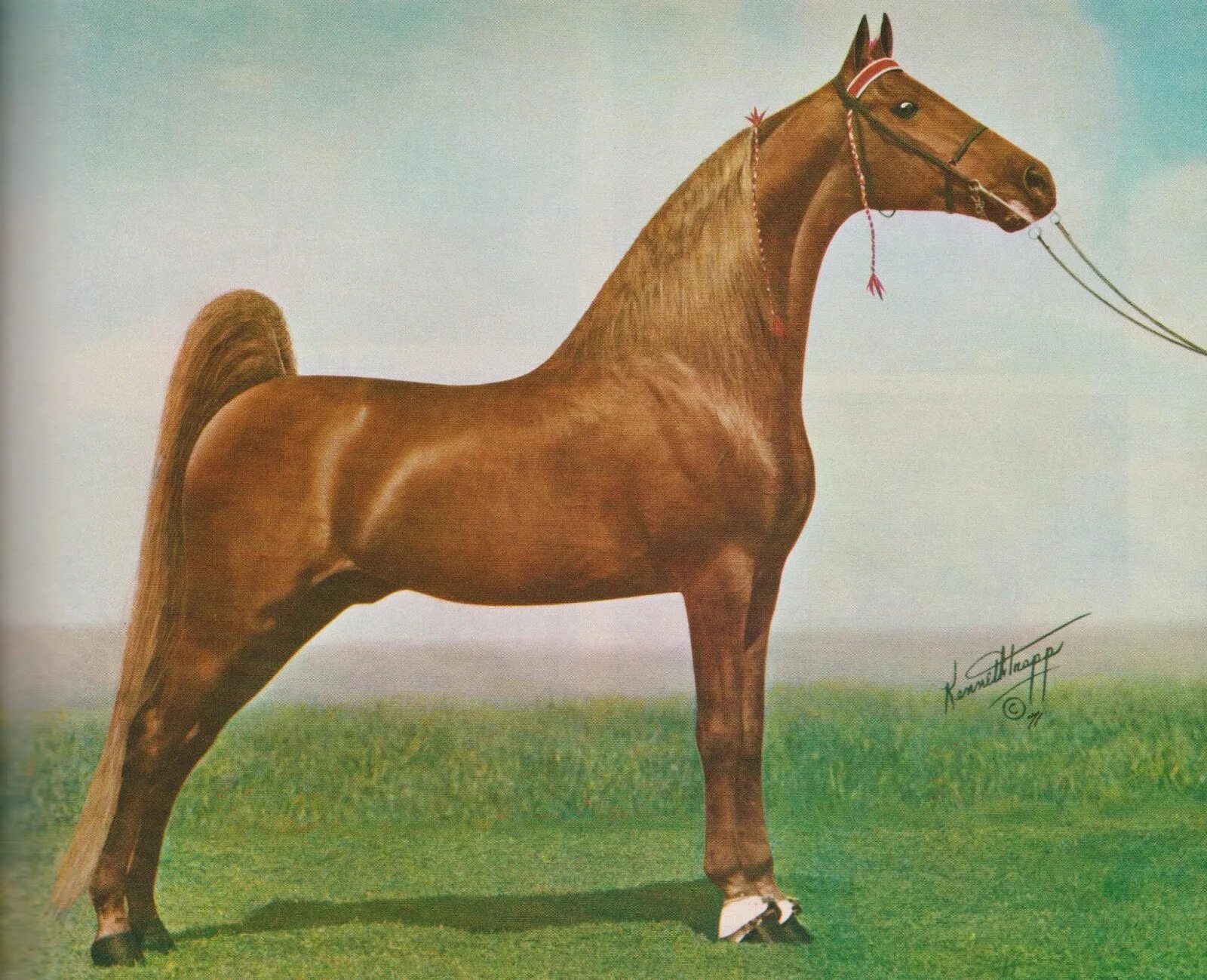 Верховая 6 букв. Американская верховая сэддлбред. Теннессийская прогулочная лошадь. Теннесси порода лошадей. Теннессийская порода лошадей.