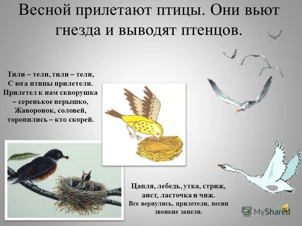 Птицы прилетающие весной в россию