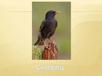 Скварец или скворец как пишется