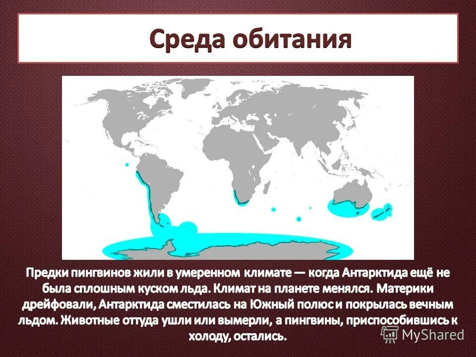 Ареал обитания пингвинов. Зона вечной мерзлоты россии глубина. Природные зоны россии карта 4кл. Ареал обитания пингвинов. Пингвины и их среда обитания.