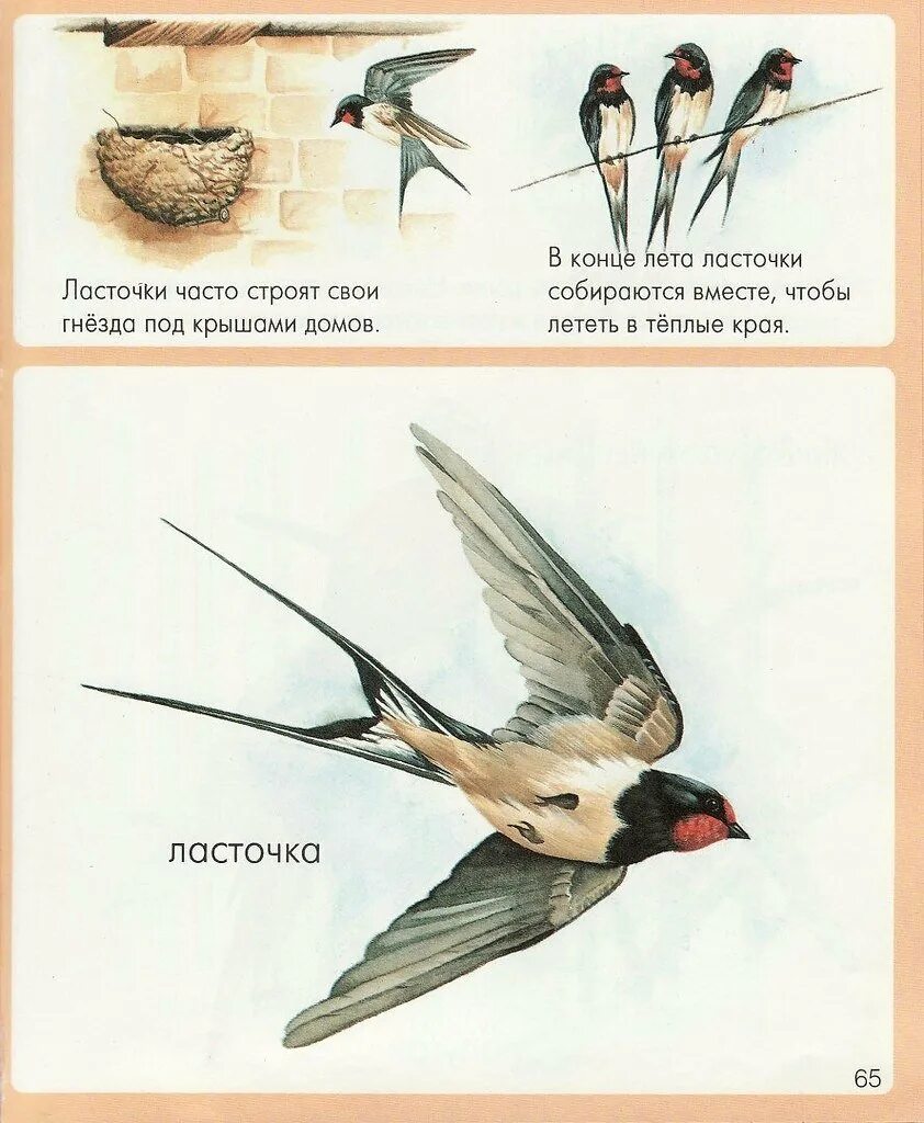 Куда делись ласточки. Места зимовок перелётных птиц. Ласточка зимой. Ласточки зимуют. Стрижи улетели.