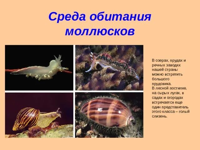 Среда обитания моллюсков таблица. Брюхоногие моллюски место обитания. прудовик среда обитания. большой прудовик среда обитания. класс брюхоногие моллюски образ жизни.