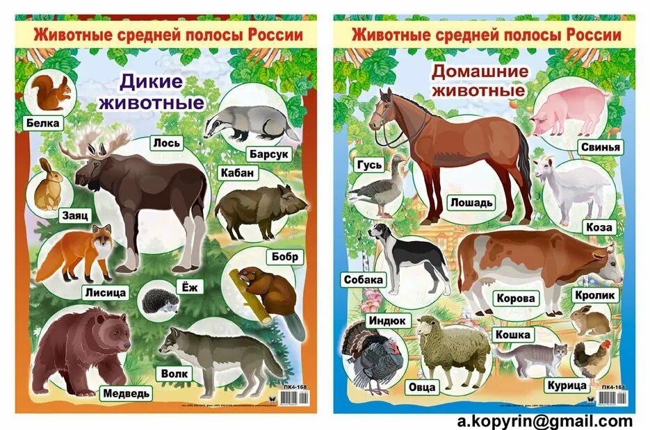 Животные средней полосы россии картинки Картинки Дикие животные и дикие звери (39 шт.) #8223