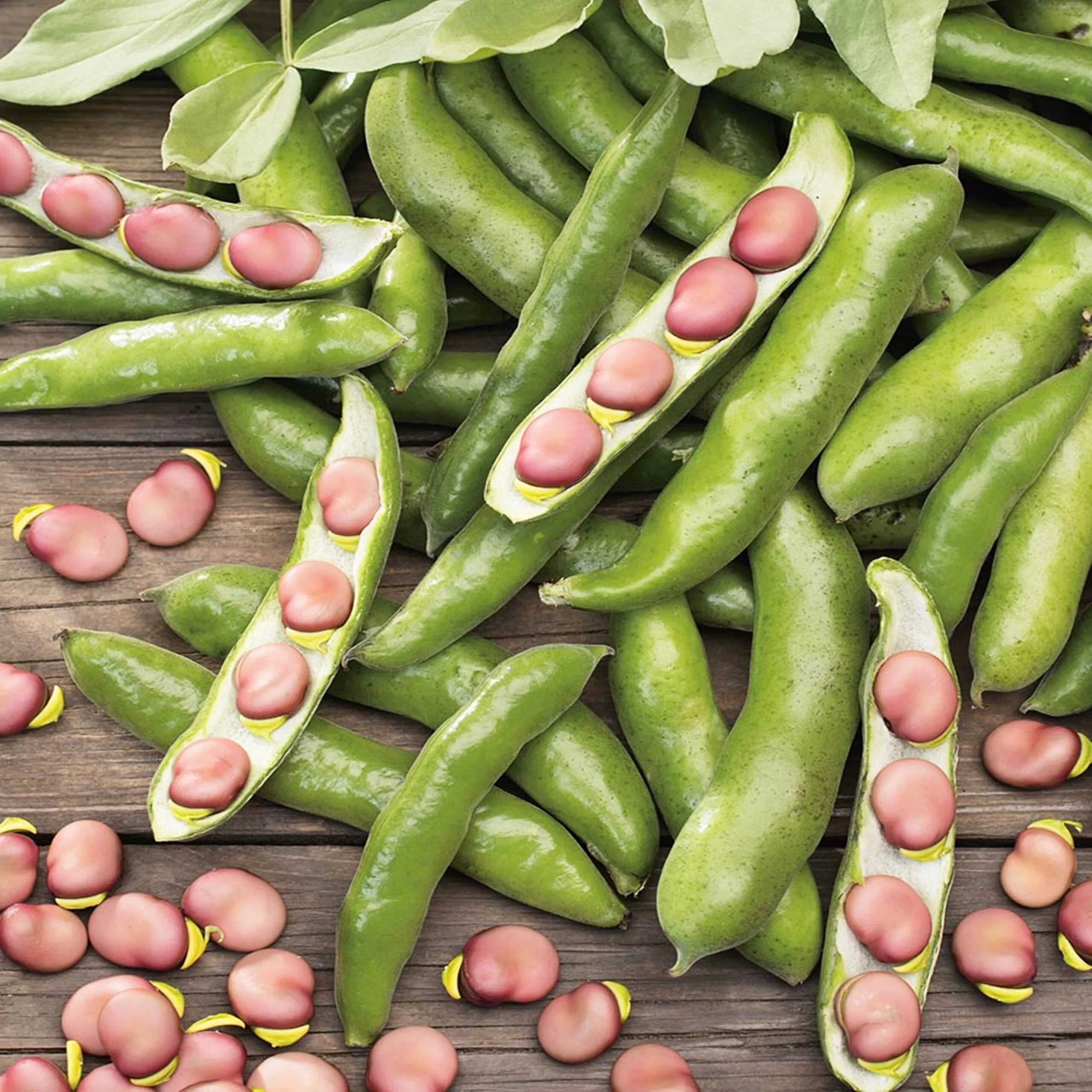 Бобы семена. Бобы (vicia faba).. садовые бобы фава. broad beans сорт vicia faba. семена бобы саттон, ~50 шт..