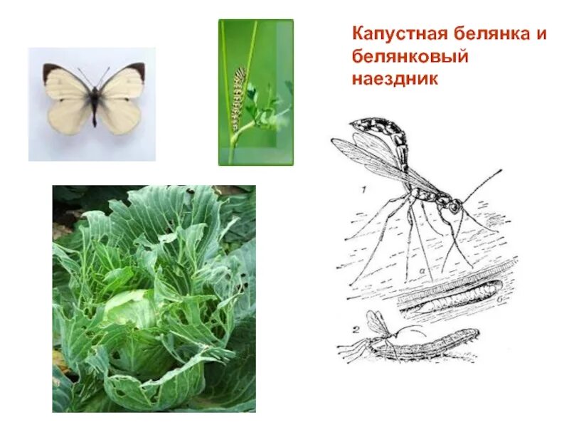 Наездник трихограмма и яйца капустной белянки. Капустная Белянка и наездник. Наездник трихограмма и яйца капустной белянки Тип взаимоотношений. Трихограмма и капустная Белянка. Яйца капустной белянки