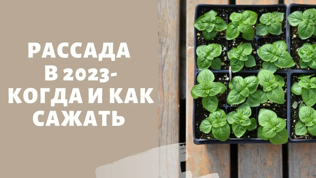 Посадка рассады в 2023 году. Надпись посев рассады. Когда сеять огурцы на рассаду. Календарь выращивания рассады. Огурцы на рассаду 2023