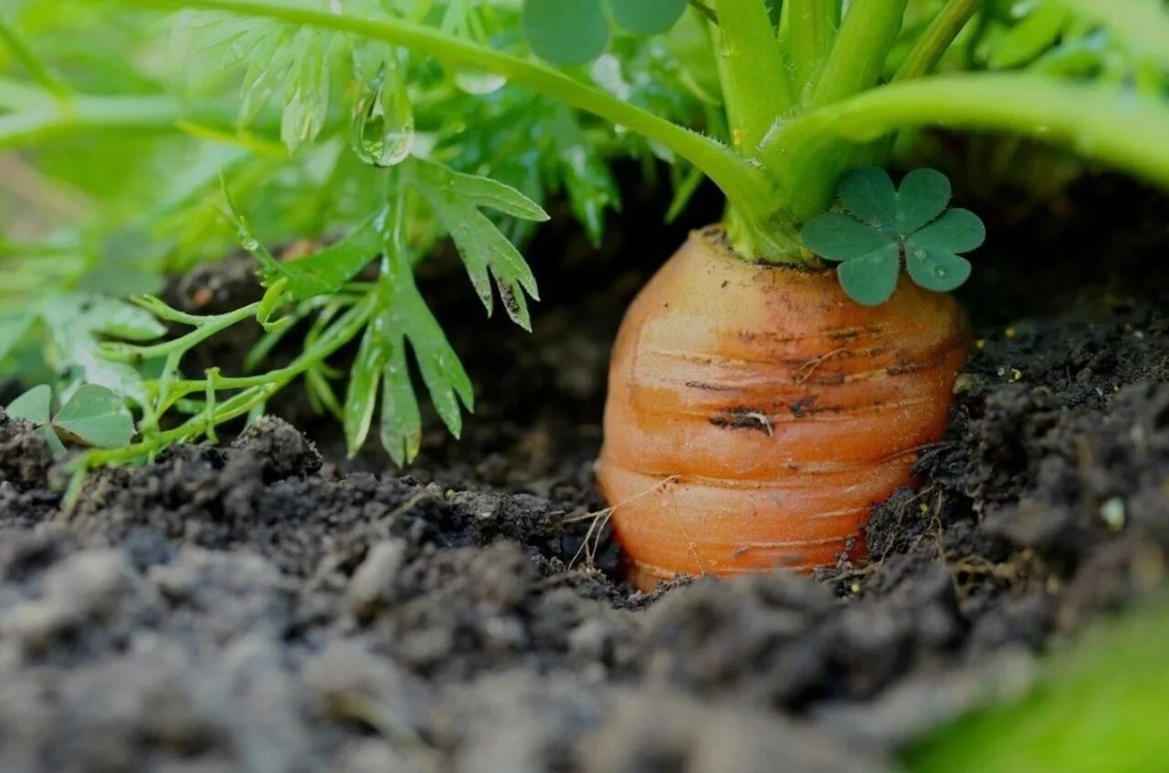 Какую почву любит морковь. Морковь. Морковка на грядке. Морковка в земле. Земля в грядки для моркови.